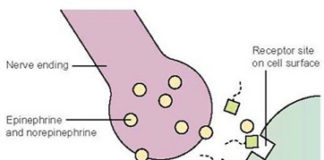 What Are Beta Blockers?