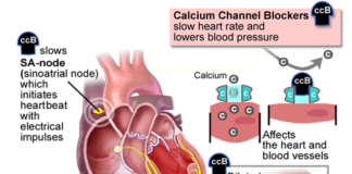 What Are Calcium Channel Blockers?