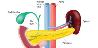 What Are Common Gallbladder Problems? Symptoms, Causes, Diagnosis, Treatment, and Prevention