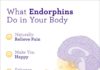 What Are Endorphins?