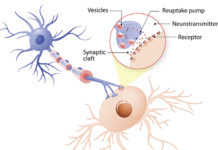 What Are Neurotransmitters?