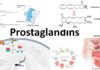 What Are Prostaglandins?