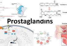 What Are Prostaglandins?