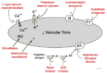What Are Vasodilators?