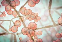 What Are VRE? Symptoms, Causes, Diagnosis, Treatment, and Prevention