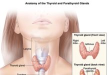 What Is a Thyroidectomy?