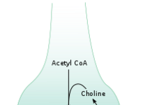 What Is Acetylcholine?