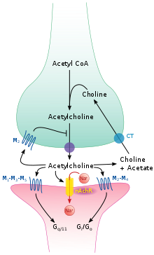 What Is Acetylcholine?