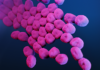What Is Acinetobacter Baumannii?