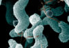What Is Campylobacter?