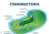 What Is Cyanobacteria?
