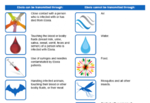 What Is Ebola? Symptoms, Causes, Diagnosis, Treatment, and Prevention
