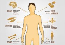 What Is Low Testosterone? Symptoms, Causes, Diagnosis, Treatment, and Prevention
