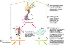 What Is Luteinizing Hormone?
