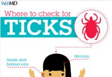 What Is Lyme Disease? Symptoms, Causes, Diagnosis, Treatment, and Prevention