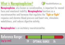 What Is Norepinephrine?