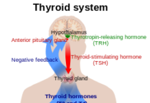 What Is TSH (Thyroid-Stimulating Hormone)?