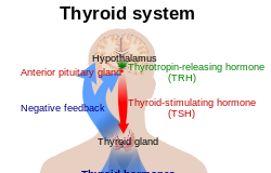 What Is TSH (Thyroid-Stimulating Hormone)?