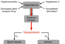 What Is Vasopressin?